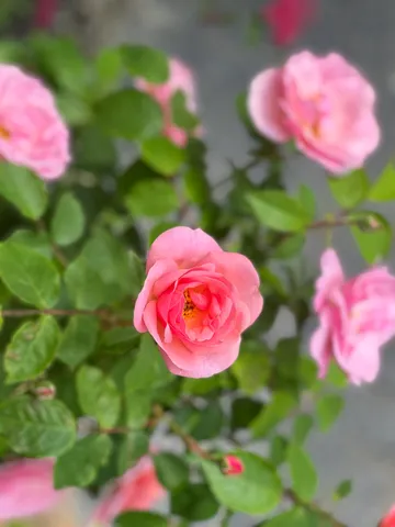 $399,000 | 36 Greenlaw District Road, Deer Isle, ME 04627