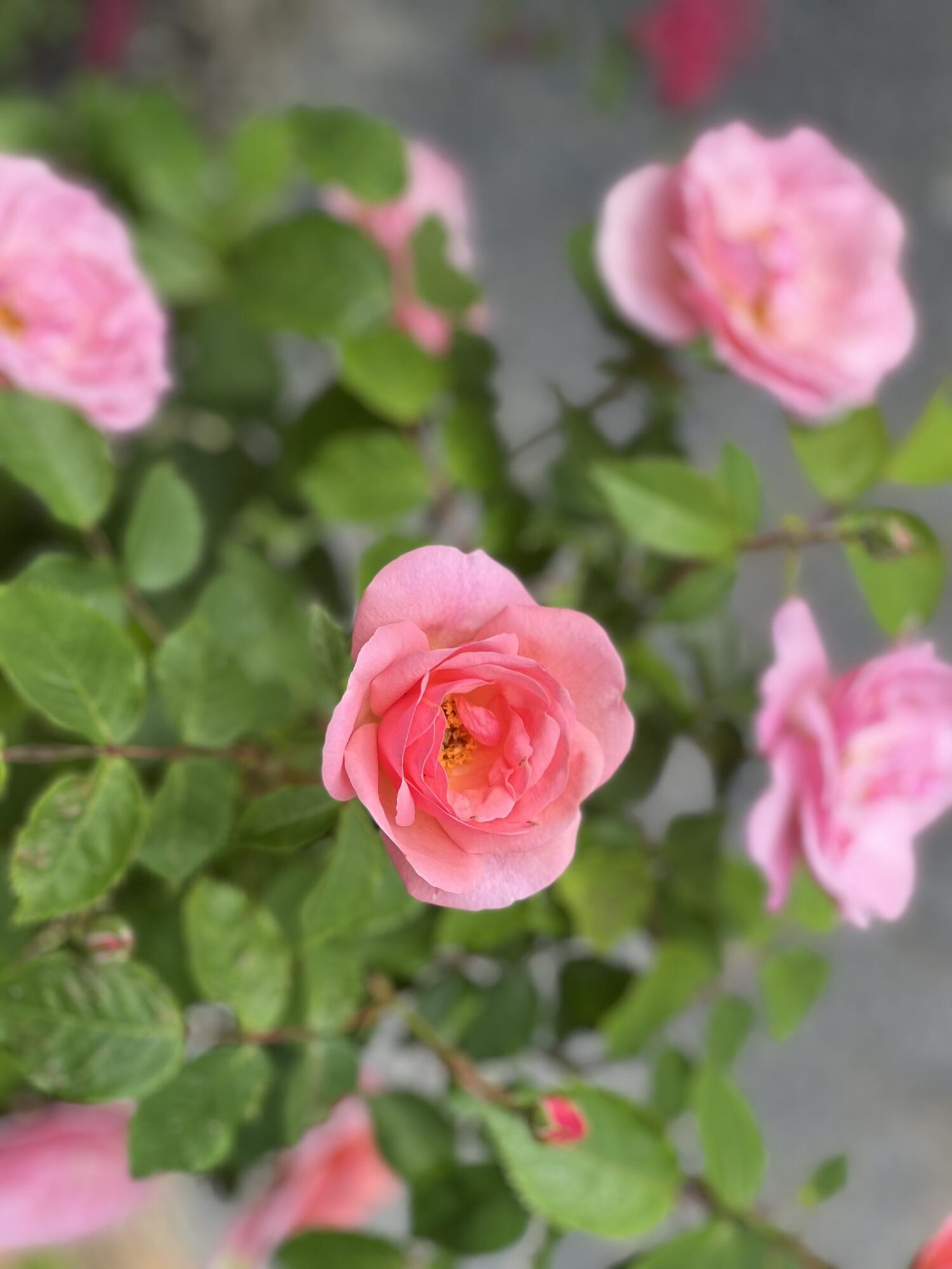 36 Greenlaw District Road Deer Isle, ME 04627 - Photo 20 of 21 027ED6D0-E52C-463D-9AB0-EE1170B6C213