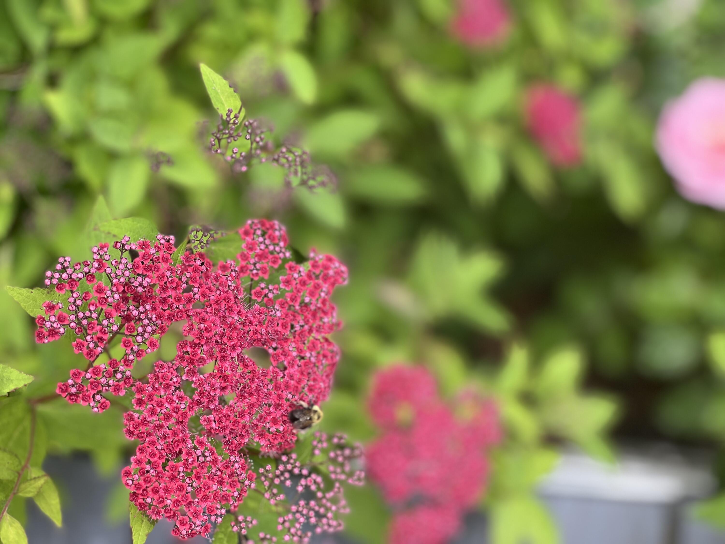 36 Greenlaw District Road Deer Isle, ME 04627 - Photo 21 of 21 2FFFFADC-C159-49A8-8C73-20918219857E