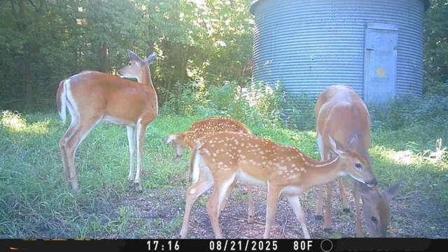 $10,000 | 2 Private Drive 3394 Drive, Savannah, MO 64485