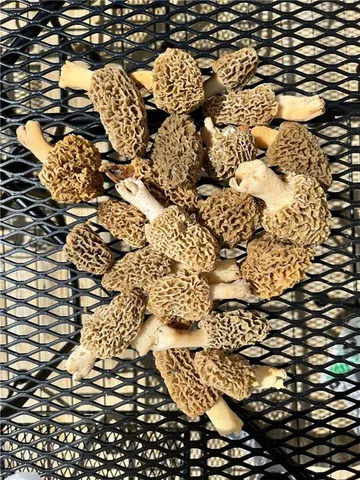 $10,000 | 2 Private Drive 3394 Drive, Savannah, MO 64485