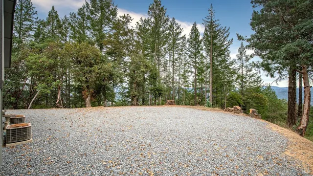 a view of a forest with trees in the background