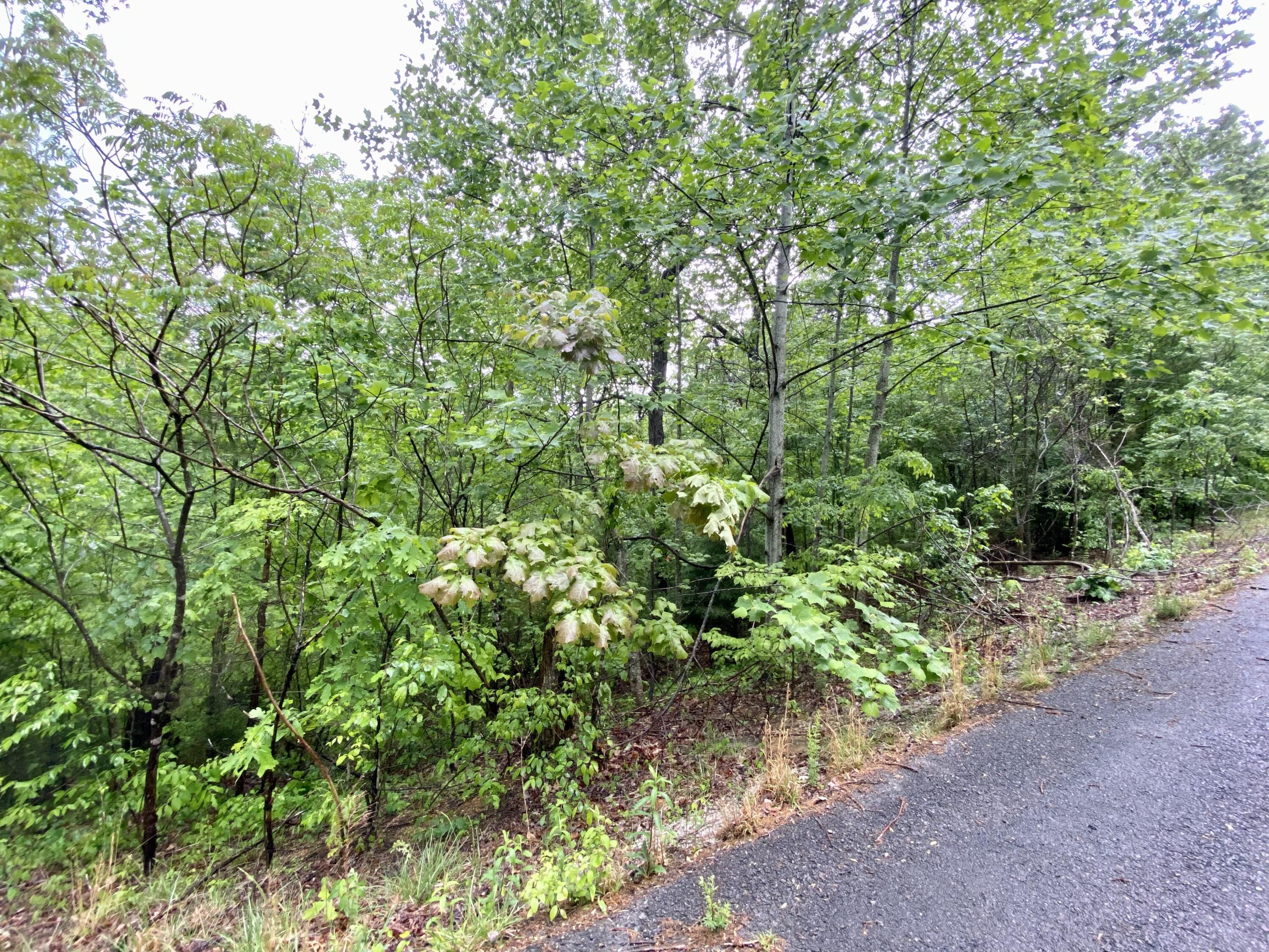 0 Boone Ridge Trail Monticello, KY 42633 - Photo 2 of 4 IMG_6728
