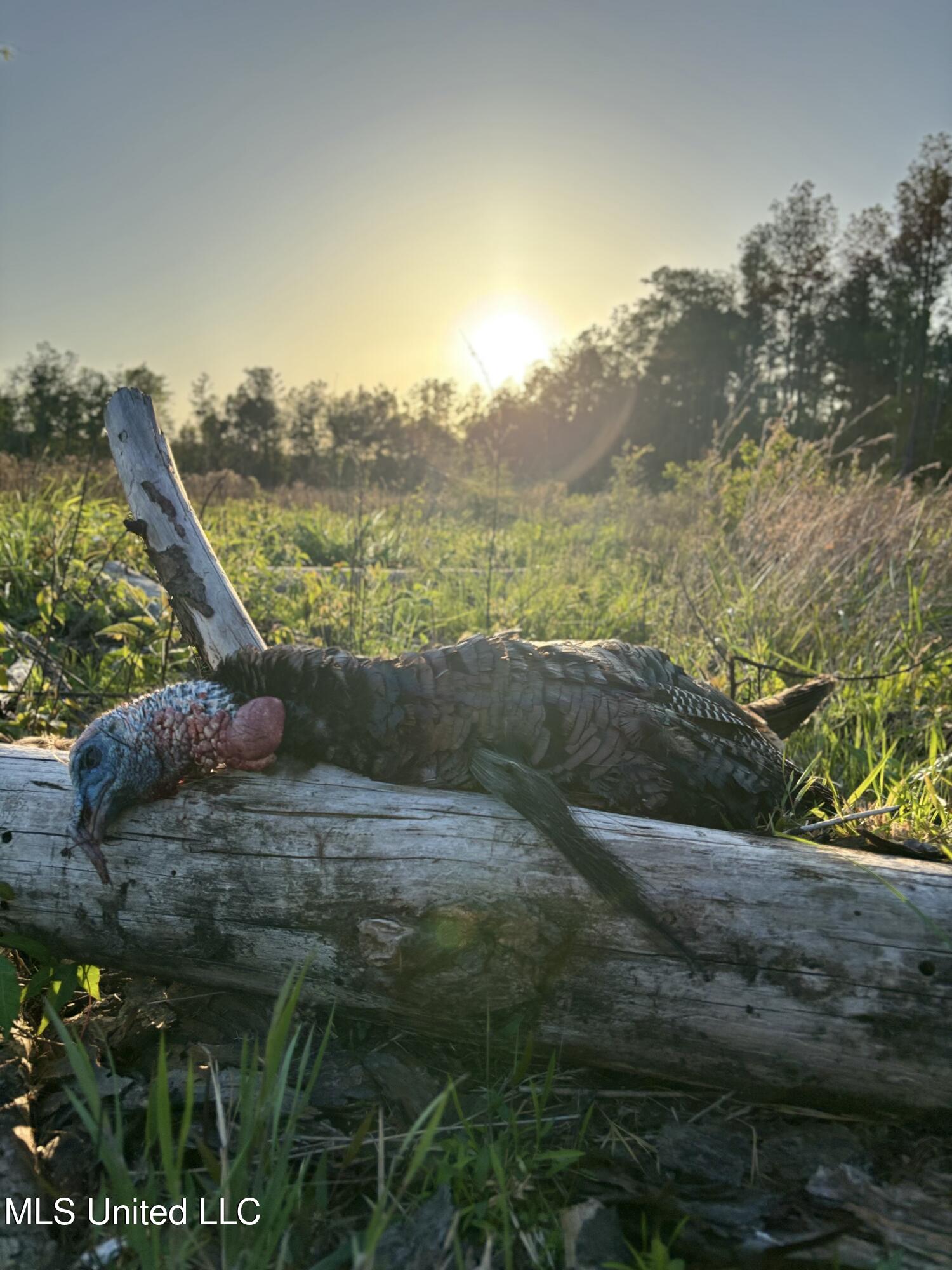 38774 South Mccarrol Road Independence, LA 70443 - Photo 20 of 24 IMG_4092