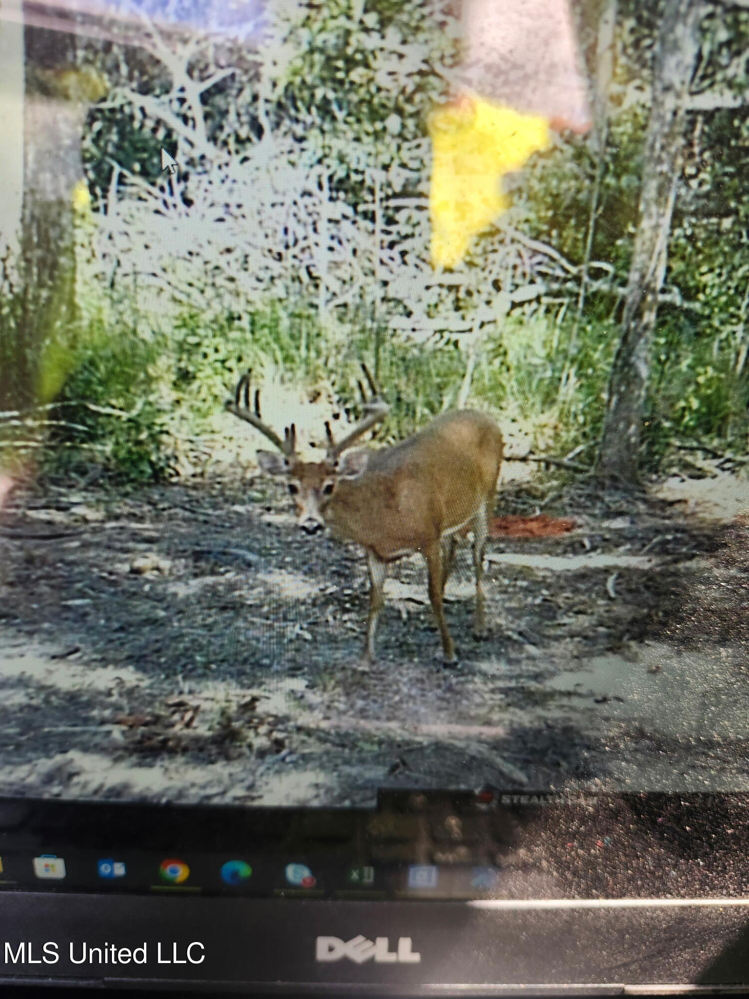 38774 South Mccarrol Road Independence, LA 70443 - Photo 4 of 24 2765655182126623726 2