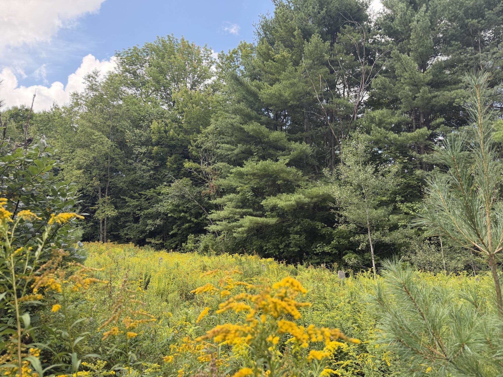 0 Route 242 Road Jay, VT 05859 - Photo 5 of 20 Gallery Image 5