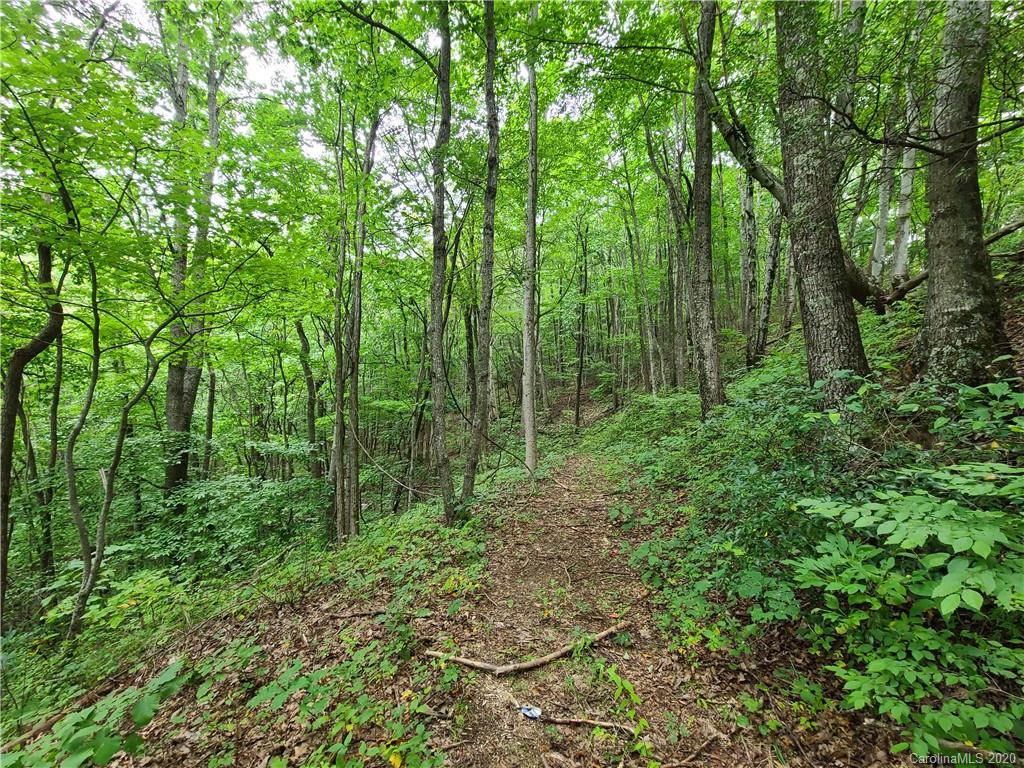 145.34 Paint Fork Road Barnardsville, NC 28709 - Photo 13 of 32 a view of forest