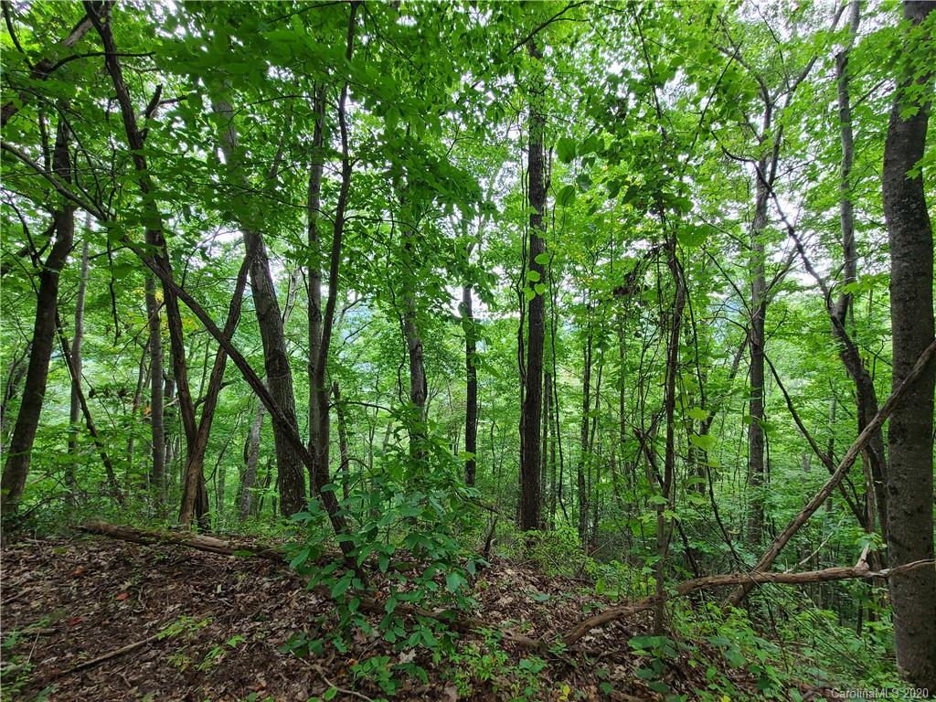 145.34 Paint Fork Road Barnardsville, NC 28709 - Photo 14 of 32 a view of forest
