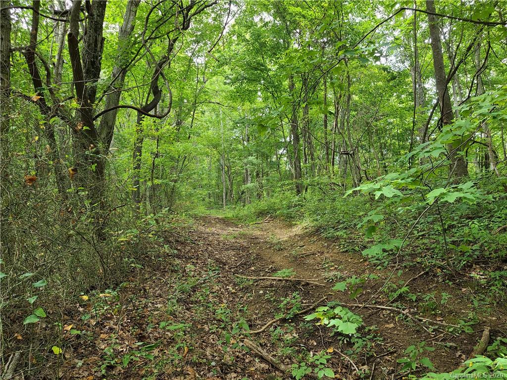145.34 Paint Fork Road Barnardsville, NC 28709 - Photo 15 of 32 a view of a lush green forest