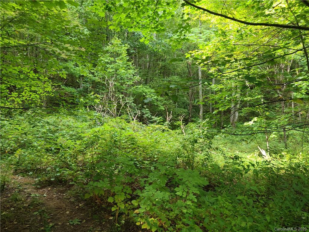 145.34 Paint Fork Road Barnardsville, NC 28709 - Photo 16 of 32 a view of a lush green forest