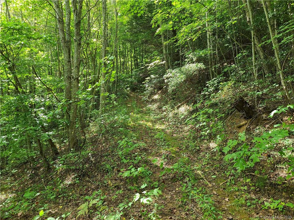 145.34 Paint Fork Road Barnardsville, NC 28709 - Photo 20 of 32 a view of a lush green forest