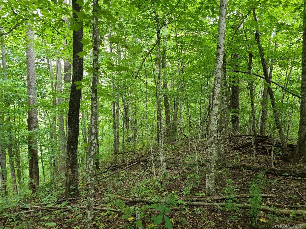 145.34 Paint Fork Road Barnardsville, NC 28709 - Photo 21 of 32 a view of a forest with trees