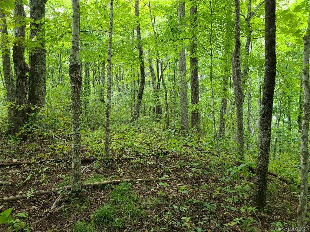 145.34 Paint Fork Road Barnardsville, NC 28709 - Photo 22 of 32 a view of outdoor space and garden