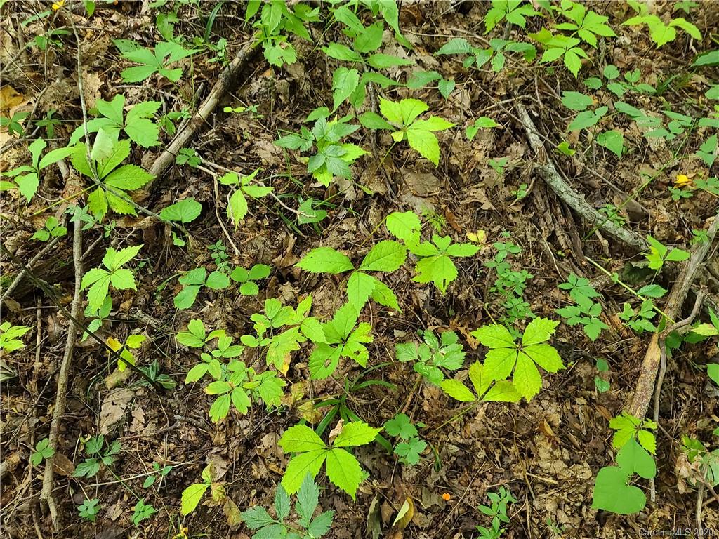 145.34 Paint Fork Road Barnardsville, NC 28709 - Photo 23 of 32 a backyard of a house