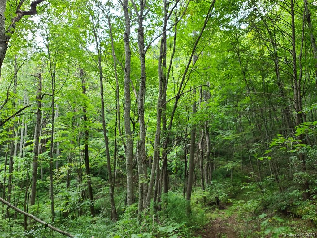 145.34 Paint Fork Road Barnardsville, NC 28709 - Photo 24 of 32 a view of yard
