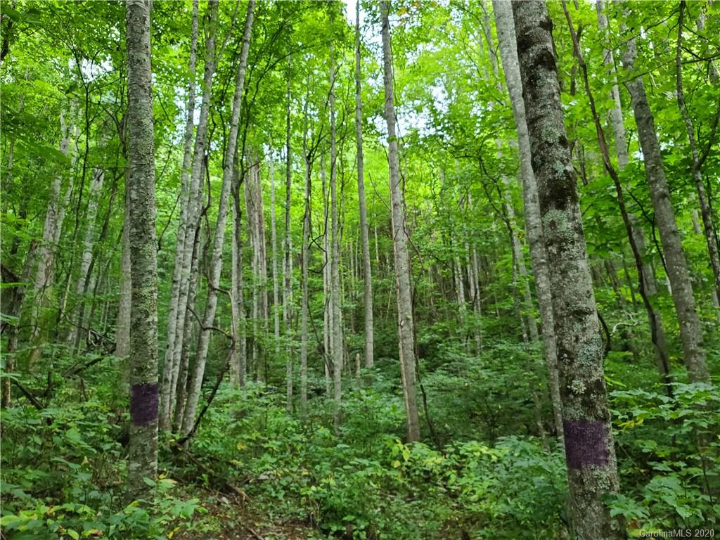 145.34 Paint Fork Road Barnardsville, NC 28709 - Photo 27 of 32