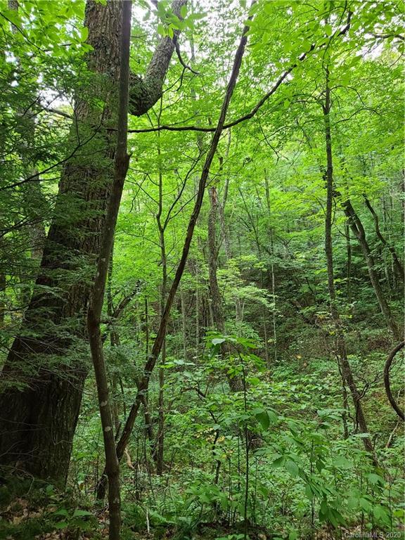 145.34 Paint Fork Road Barnardsville, NC 28709 - Photo 28 of 32 a close up of a green field