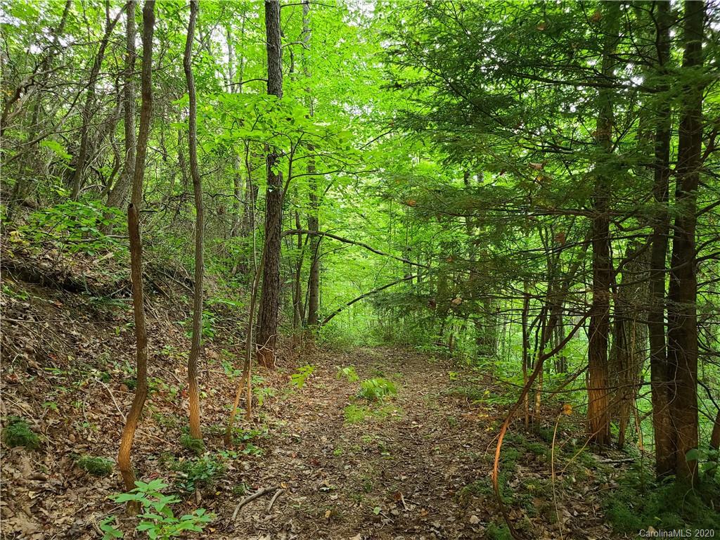 145.34 Paint Fork Road Barnardsville, NC 28709 - Photo 29 of 32 a view of forest