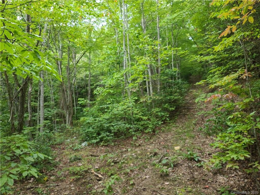 145.34 Paint Fork Road Barnardsville, NC 28709 - Photo 30 of 32 a view of a lush green forest