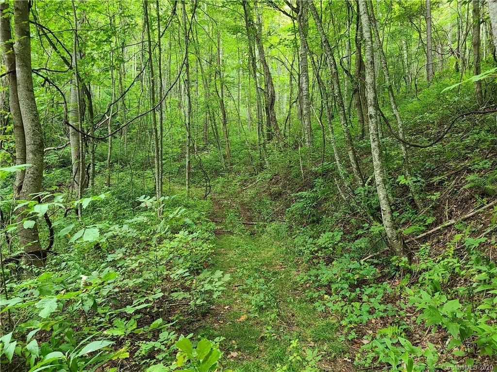 145.34 Paint Fork Road Barnardsville, NC 28709 - Photo 31 of 32 a view of yard
