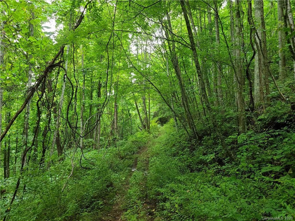 145.34 Paint Fork Road Barnardsville, NC 28709 - Photo 32 of 32 a view of a lush green forest