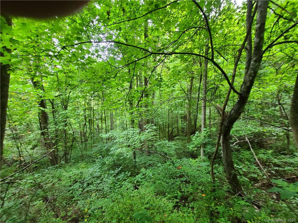 145.34 Paint Fork Road Barnardsville, NC 28709 - Photo 8 of 32 a view of a lush green forest