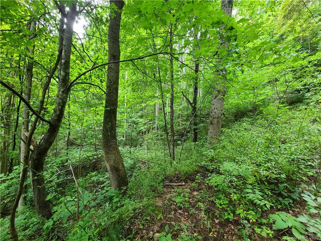 145.34 Paint Fork Road Barnardsville, NC 28709 - Photo 9 of 32 a view of a lush green forest