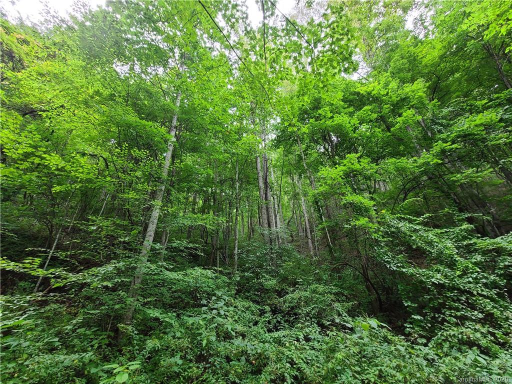 145.34 Paint Fork Road Barnardsville, NC 28709 - Photo 10 of 32 a view of forest