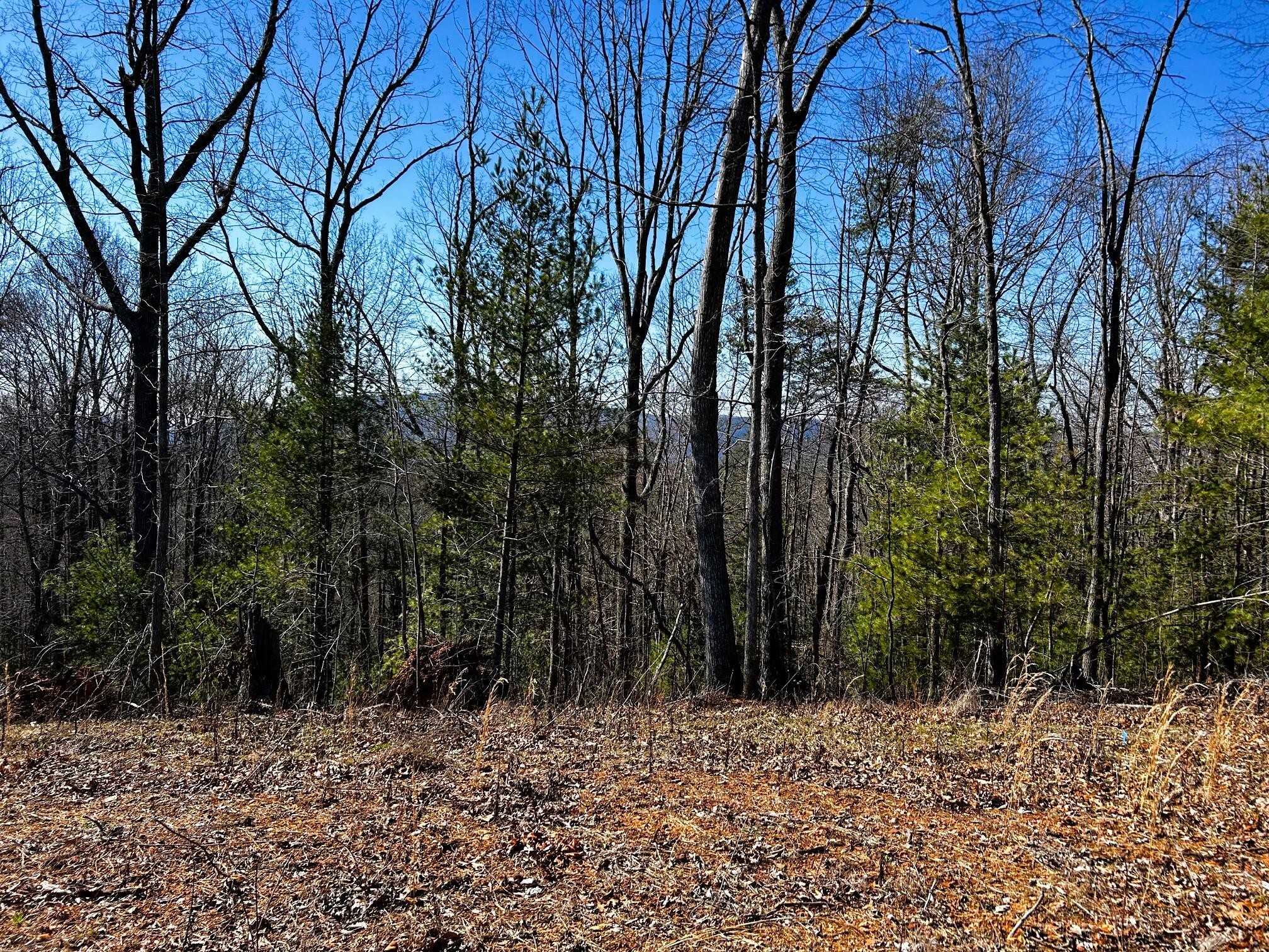 107125 Chestnut Mountain Road Reliance, TN 37369 - Photo 2 of 32