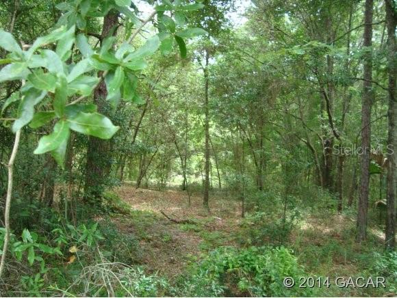 0 East Thrasher Drive Bronson, FL 32621 - Photo 1 of 1 a backyard of a house with lots of green space and trees all around