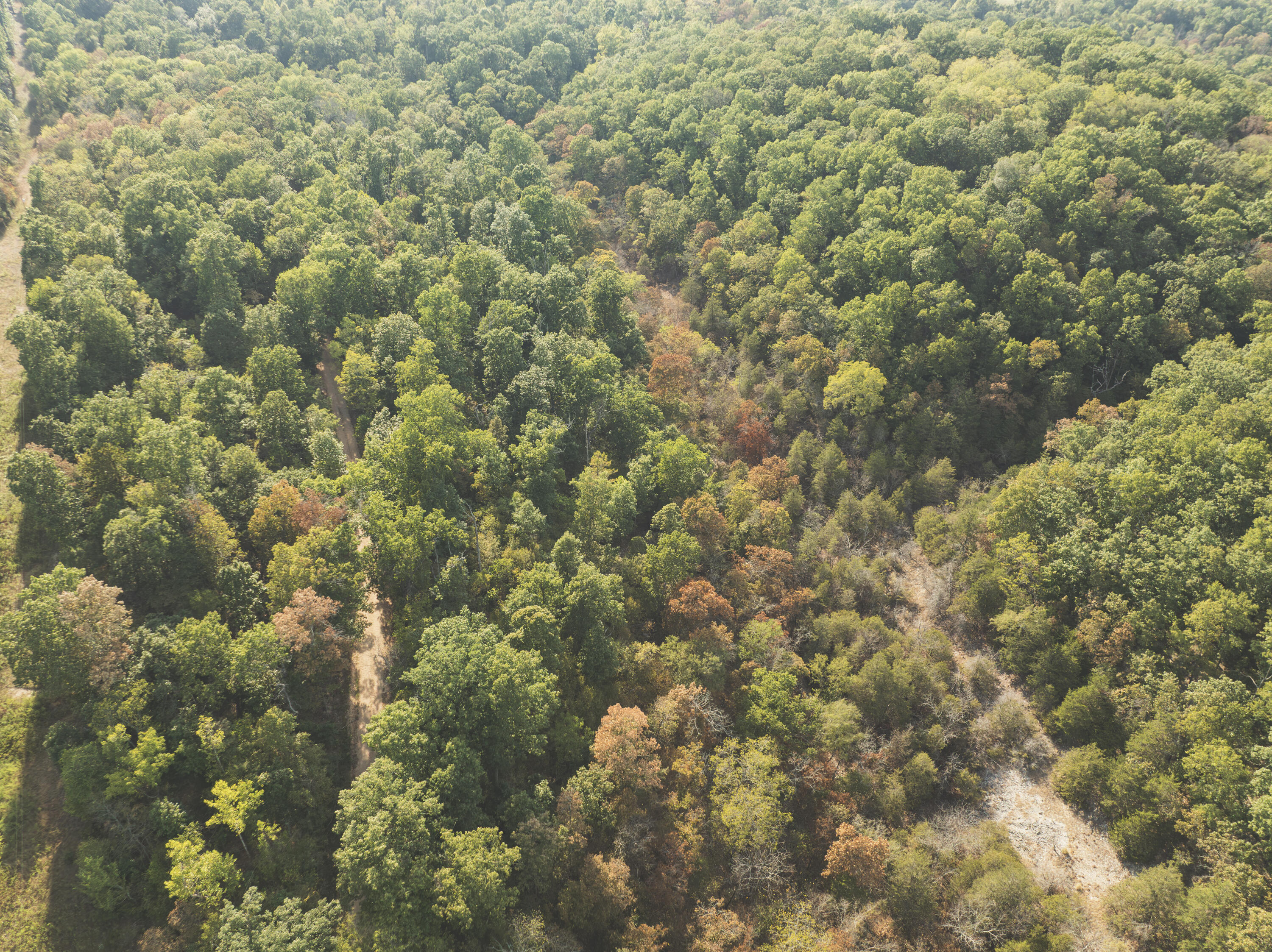 0 Boone Hollow Road Powell, MO 65730 - Photo 14 of 95 MWLG - Boone Hollow 40 - DG013