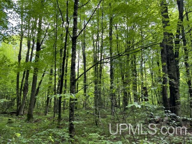 40-acres New DNR Road Crystal Falls, MI 49920 - Photo 8 of 46