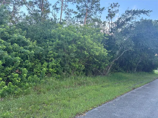 a view of a lush green forest