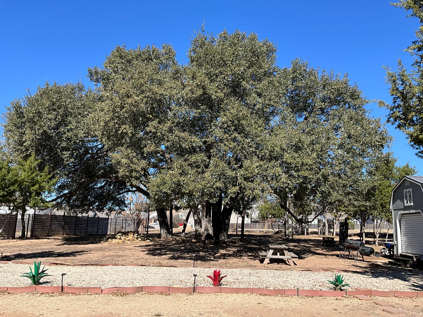 1837 Halflinger Lane Leander, TX 78641 - Photo 30 of 39 View of yard