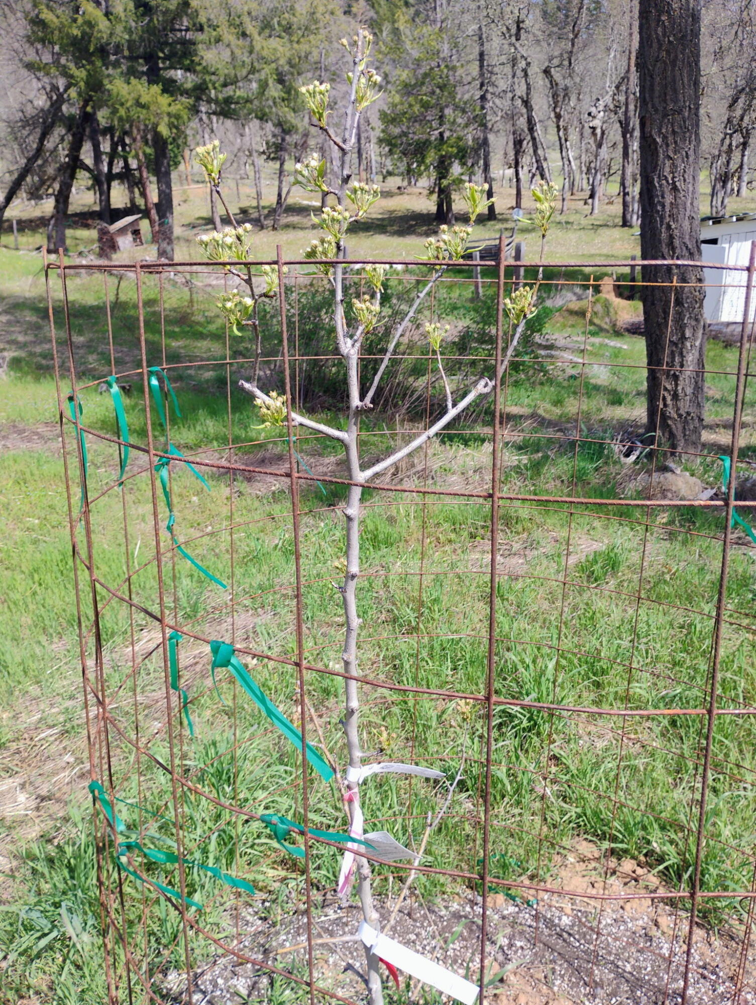 1411 Mc Alexander Road Hayfork, CA 96041 - Photo 28 of 38 Pear tree