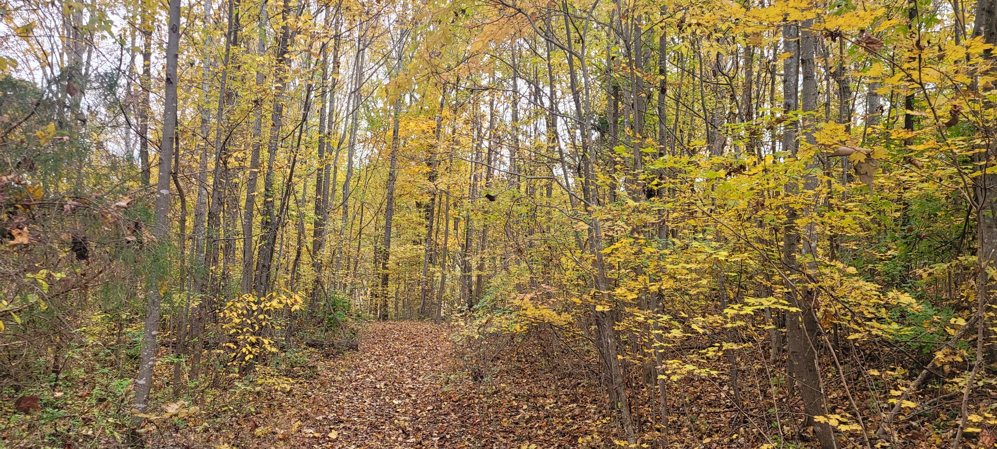 1 Sugar Ridge Road Spring Hill, TN 37174 - Photo 2 of 10 a bathroom with a shower curtain