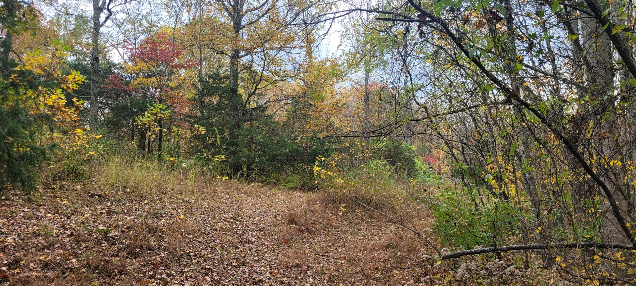 1 Sugar Ridge Road Spring Hill, TN 37174 - Photo 3 of 10 a view of a forest with trees