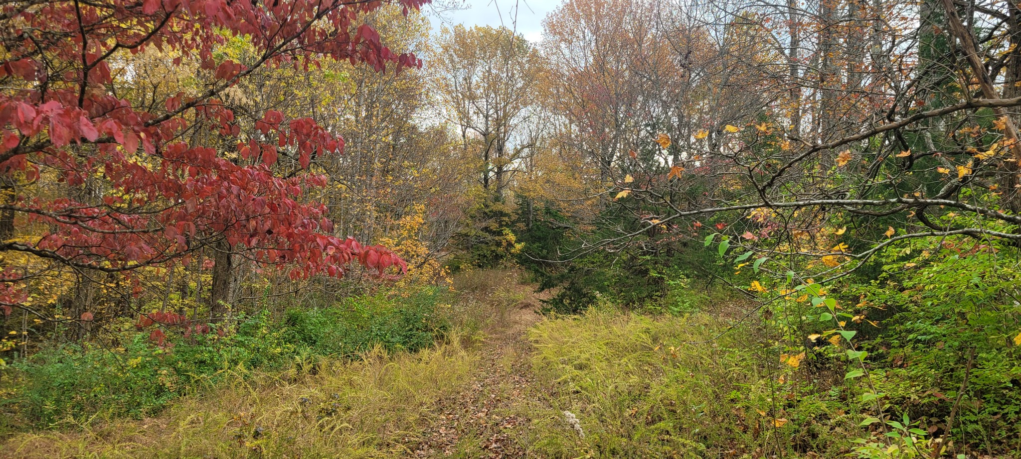 1 Sugar Ridge Road Spring Hill, TN 37174 - Photo 5 of 10 a view of a yard with a tree