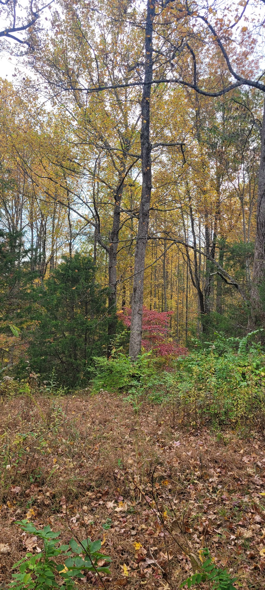 1 Sugar Ridge Road Spring Hill, TN 37174 - Photo 8 of 10 a backyard of a house with lots of green space