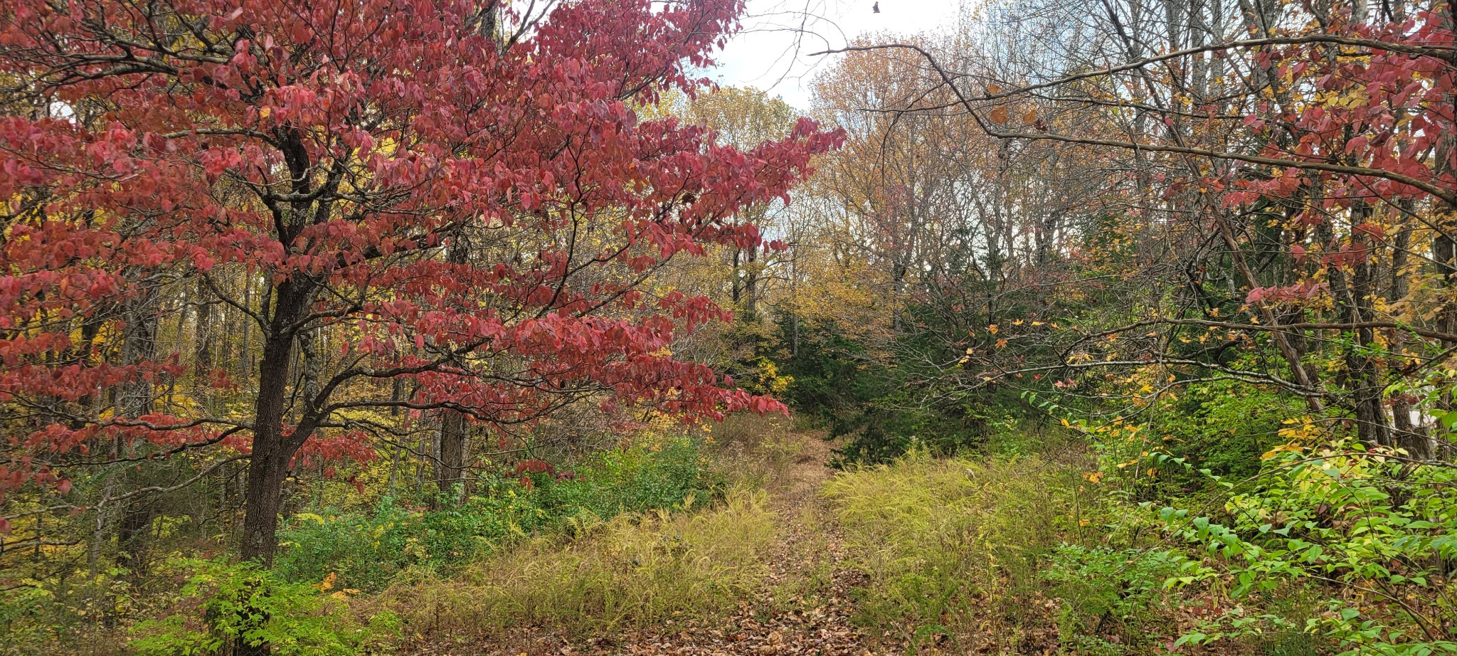 1 Sugar Ridge Road Spring Hill, TN 37174 - Photo 10 of 10 a backyard of a house