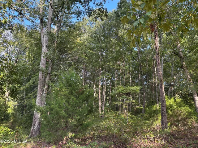 a view of a forest with trees