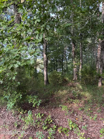 a view of a forest with trees