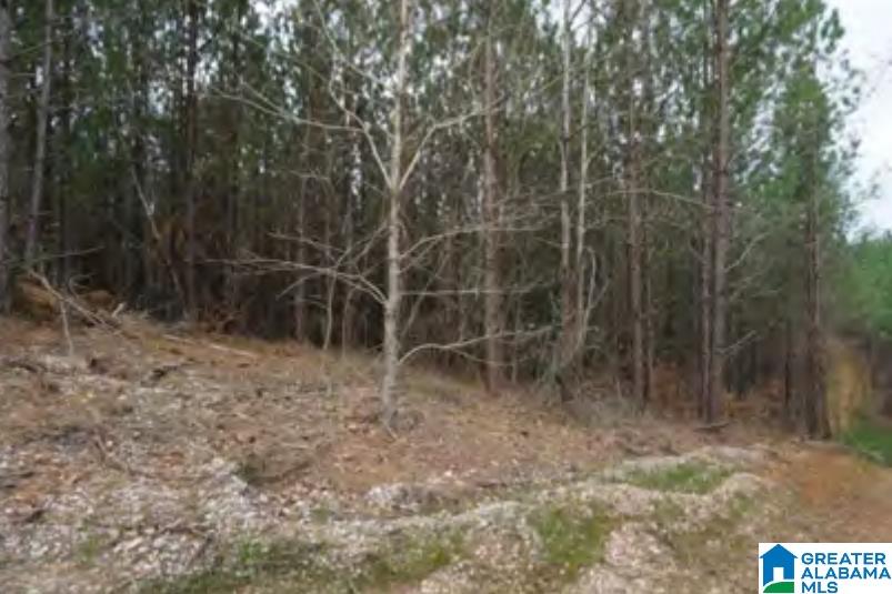 0 Highway 5, Unit 19 ACRES Centreville, AL 35042 - Photo 6 of 9