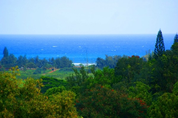 5609 Honua Road, Unit 1 Kapaa, HI 96746 - Photo 4 of 24 a view of a big yard with lots of green space and deers