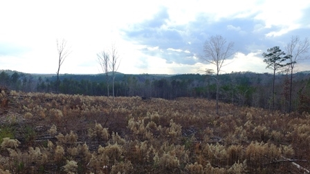 655 Cleveland Pike Road Westminster, SC 29693 - Photo 1 of 14 Gallery Image 1