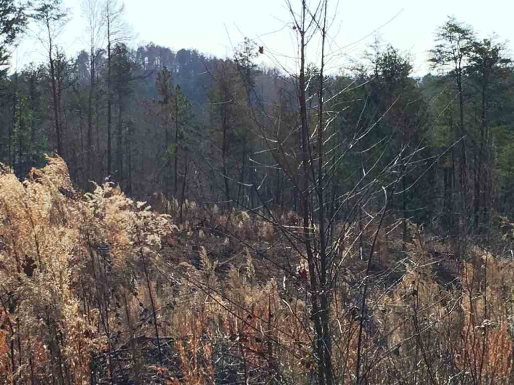 655 Cleveland Pike Road Westminster, SC 29693 - Photo 13 of 14 Gallery Image 13