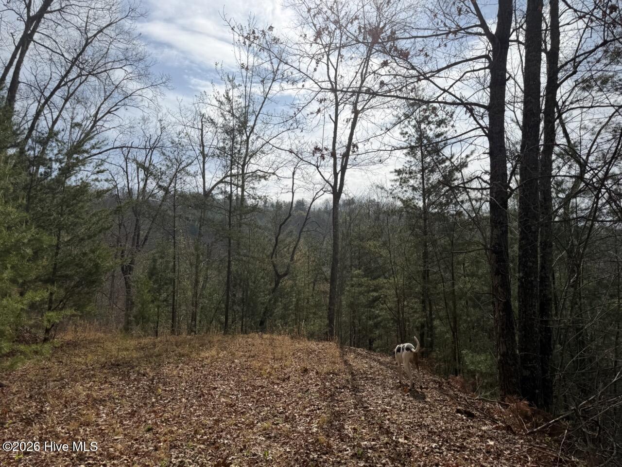 0 Ogreeta Road Murphy, NC 28906 - Photo 23 of 47