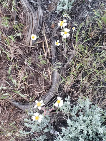 a view of a plants with a yard