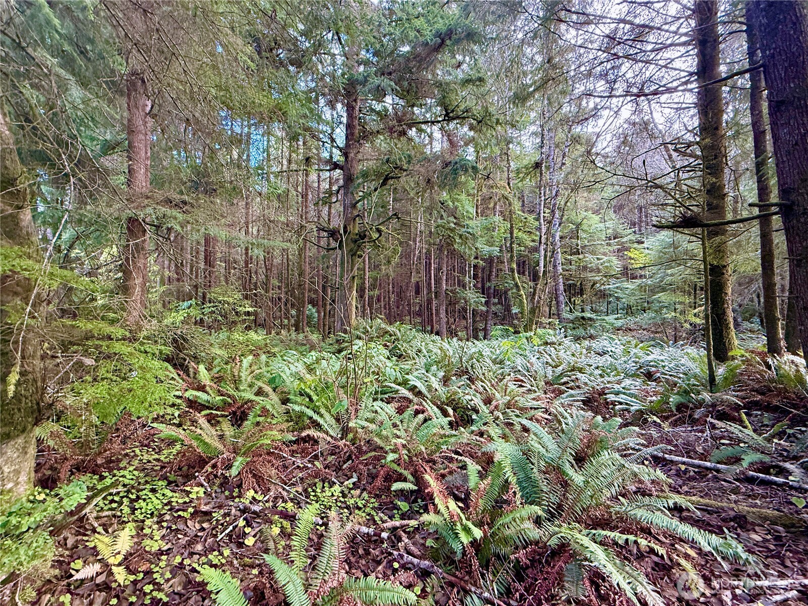 0 Copalis Beach Road Copalis Beach, WA 98535 - Photo 12 of 31