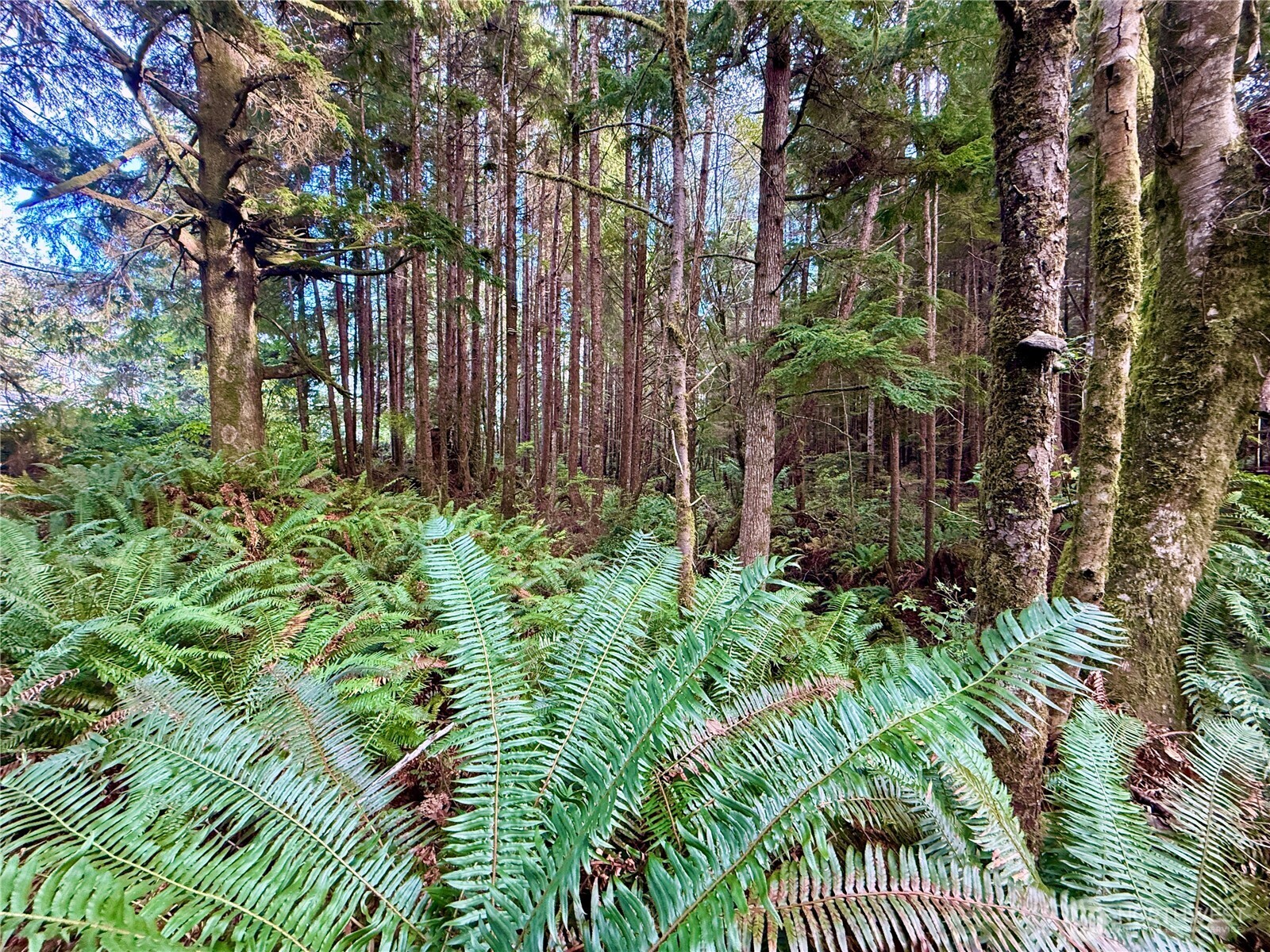 0 Copalis Beach Road Copalis Beach, WA 98535 - Photo 14 of 31